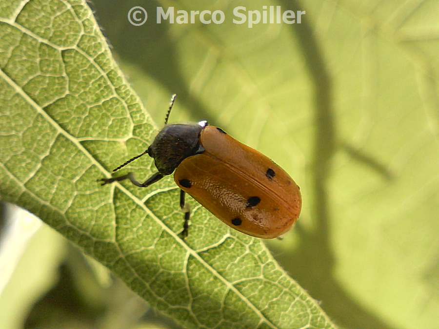 Lachnaea sexpunctata